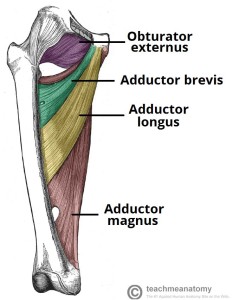 Muscles-of-the-Medial-Thigh-Hip-Adductors