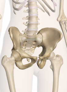 Understanding the pelvic cavity and hip sockets is not as easy as one may think! But why leave the doctors up to tell us about it? Learn about it yourself!